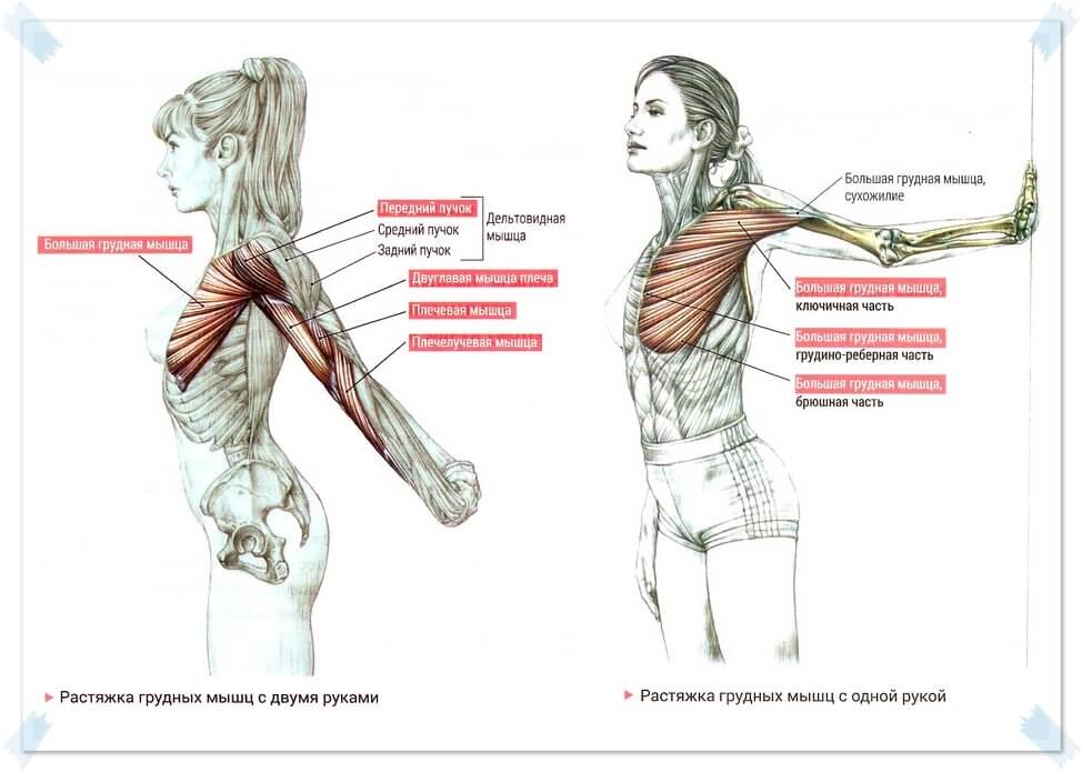 Накачать грудь: упражнения с гантелями на грудные мышцы