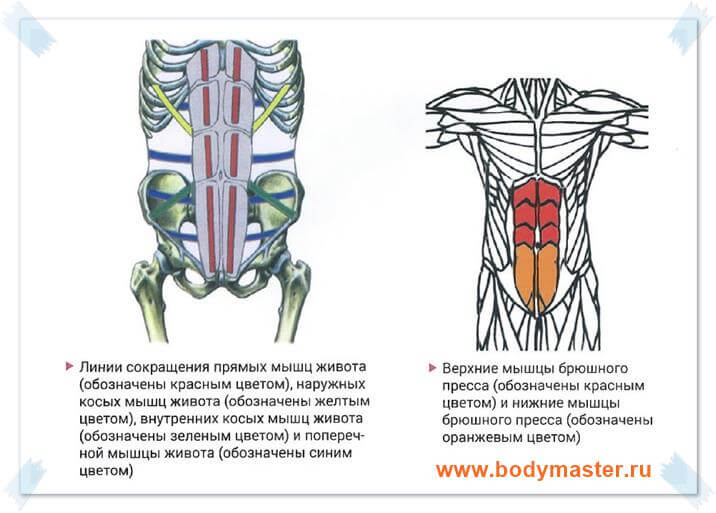Прямая мышца где. Иннервация прямой мышцы живота. Иннервация мышц живота анатомия. Иннервация наружной косой мышцы живота. Наружная косая мышца живота иннервация.