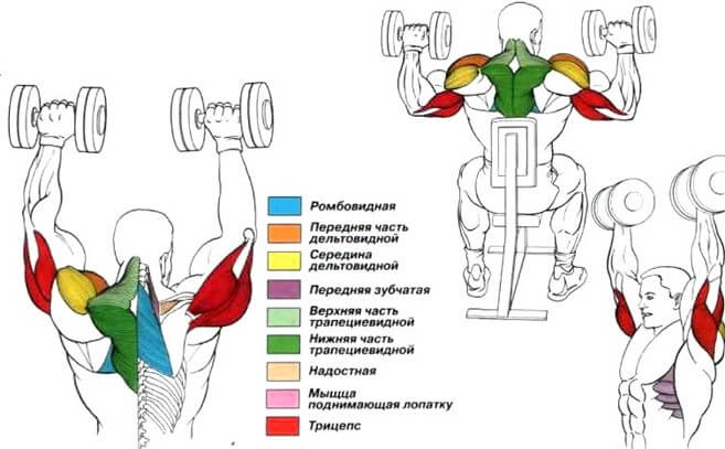 Жим гантелей сидя: мышцы, полная техника выполнения, альтернативные варианты и тренировки плеч